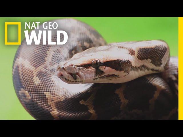 Pythons 101 | Nat Geo Wild