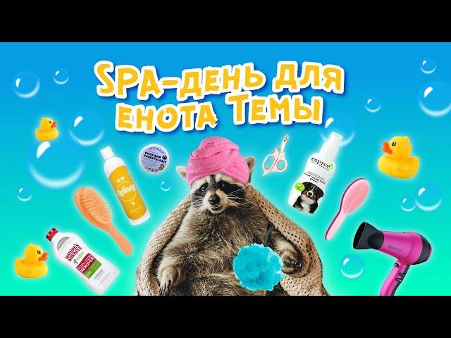 SPA-день для енота Темы: бьюти-рутина домашнего зверька