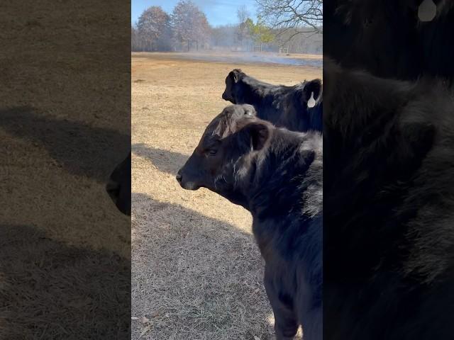 Elmer watching the Burn! #brangus #bull #elmer #calves #ranch #fire #shortsfeed #cattle #shorts