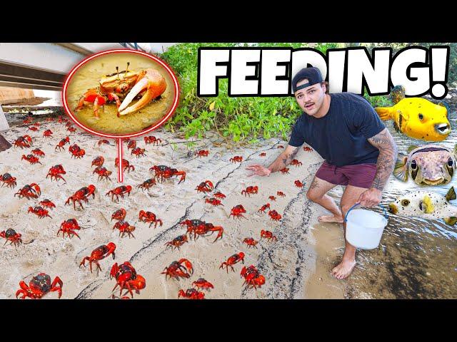 Feeding My PUFFER FISH Live CRABS!!