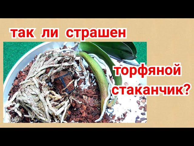 Торфяной стаканчик 5 лет в субстрате с  орхидеей. Фаленопсис  пересадка и омоложение.