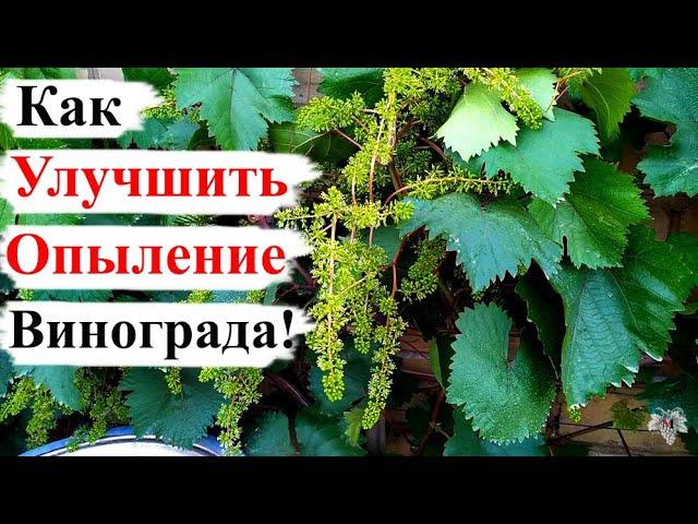 Как УЛУЧШИТЬ ОПЫЛЕНИЕ Винограда!