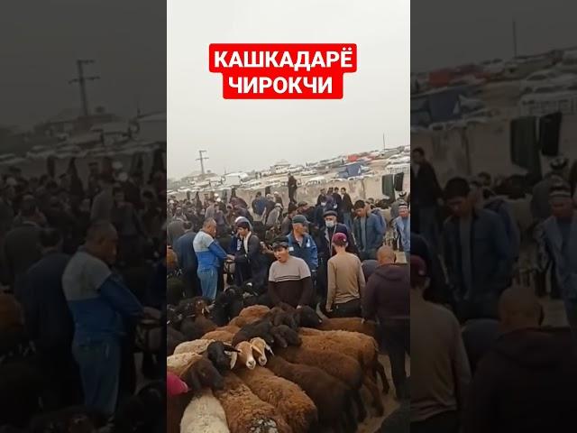 КАШКАДАРЁ ЧИРОКЧИ МОЛ БОЗОРИ