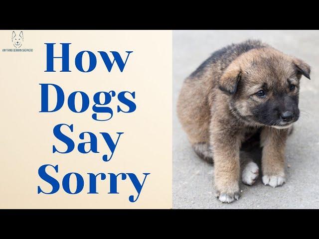 A Guide On How Dogs Say Sorry