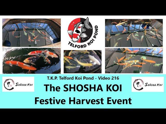 T.K.P.  Telford Koi Pond - Video 216 - The SHOSHA KOI Festive Harvest Event   #koi  #ponds  #japan