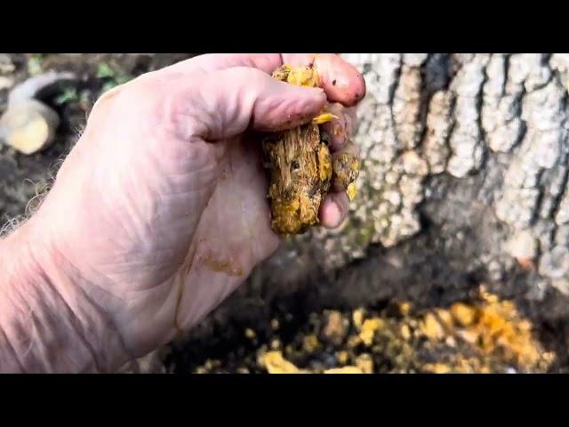 ROOT CROWN INSPECTION