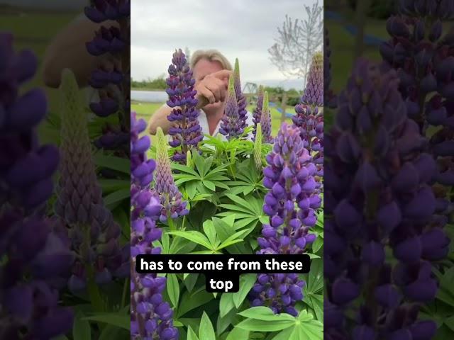 Lovely lupins. #garden #gardening #lupin #gardening