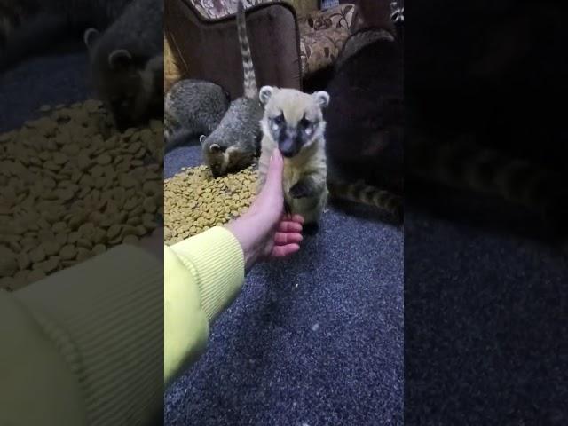 как же я скучала #енотилюша #помощьбездомнымживотным