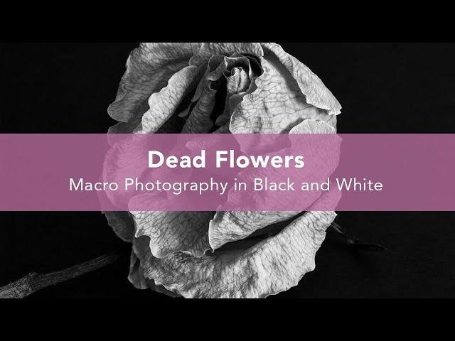 Dead Flowers Photography