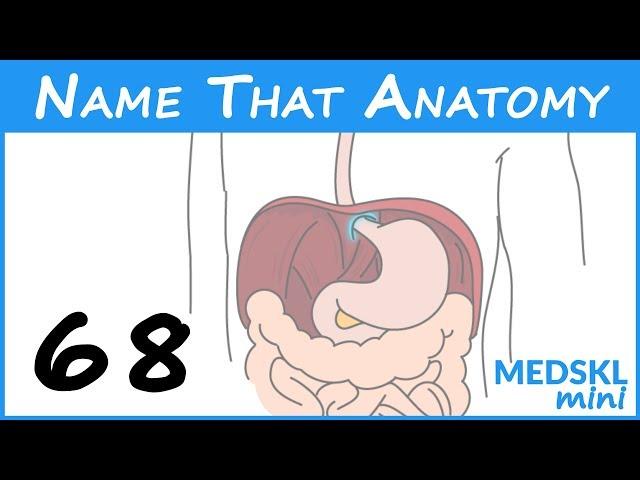 Name That Anatomy - Episode 68