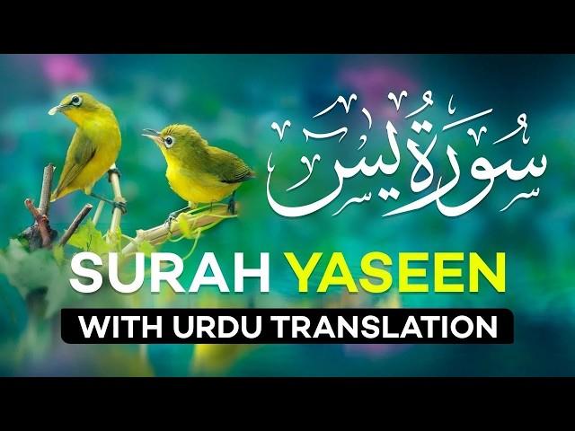 Surah Yasin ( Yaseen ) with Urdu Translation | Quran Tilawat Beautiful Voice | Hindi Tarjuma