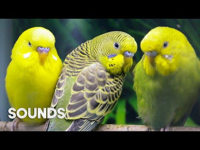 Budgies singing in Pet Store | Parakeet Sounds | 1 Hour