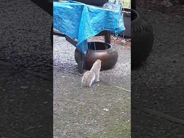 Squirrel Humor #funny #squirreltribe #squirrel #sevenseesmusic2020
