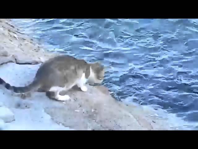 Кот ловит рыбу из моря