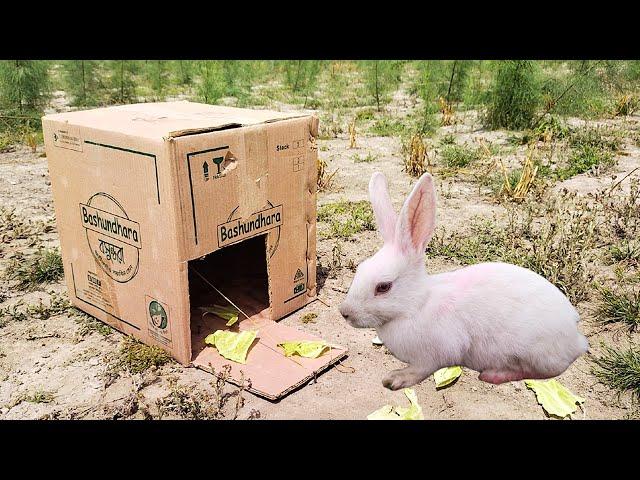 Unbelievable Rabbit Trap with Cardboard Box | Amazing Rabbit Trap | Best Trap Video 2021 ||