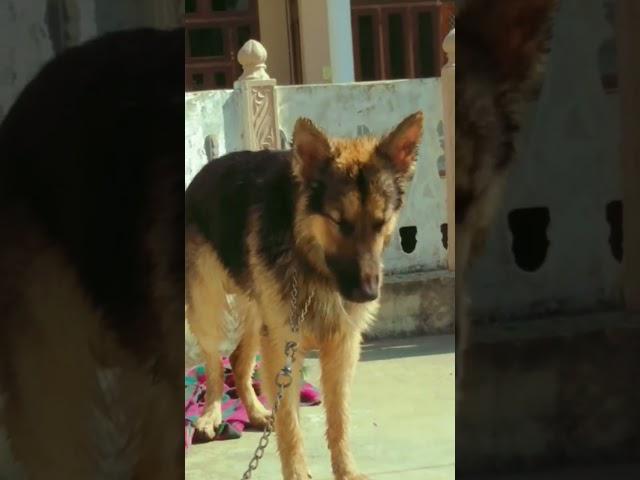 bath time #viral #bruno #short #india #love #memes #cute #bathing #germanshepherd