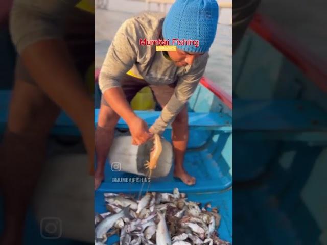 #fishboat #kokanfishing #fish #youtubeshorts #konkanfishing #fishingboat #seafoodrecipes #seafood