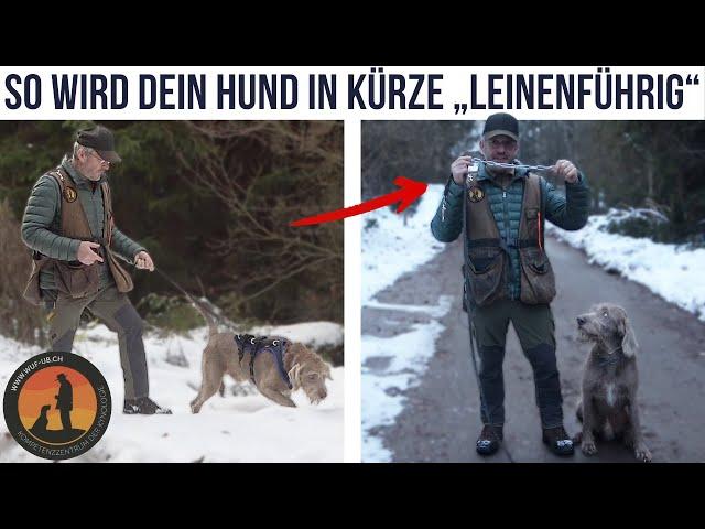 5 Tipps wie dein Hund in Kürze „leinenführig“ wird und trotzdem ausgelastet ist | Hundeschule U.B.