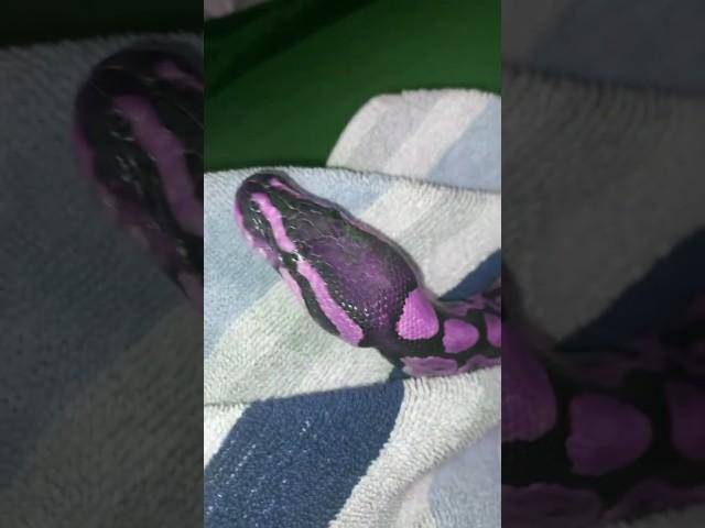 Real or fake ball python    #snake #purple