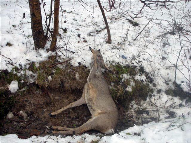 Самый легкий способ добыть косулю