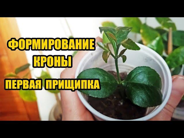 Лимон из косточки.Формирование кроны- первая прищипка- основа ствола и начало кроны