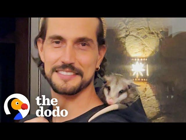 Orphaned Baby Opossum Snuggles In Her New Dad's Hoodie | The Dodo