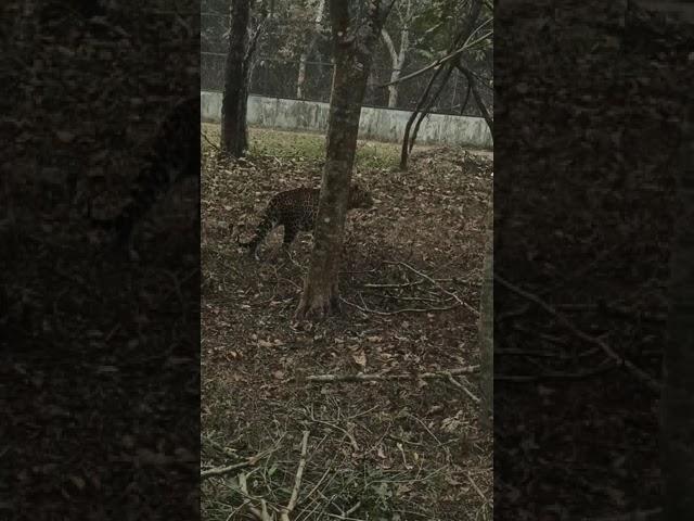 #BengalSafari #Salugara #Siliguri #WestBengal #JungleSafari....