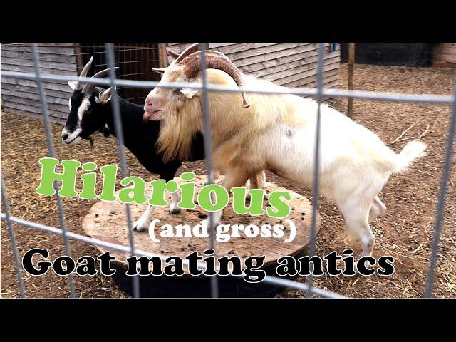 Funny Mating Antics of Goats