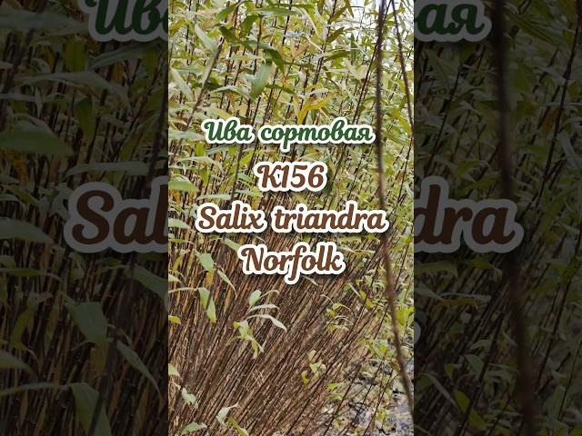 Новинка!Ива сортовая Salix triandra Norfolk K156 в продаже черенки и саженцы сортовой ивы #ива