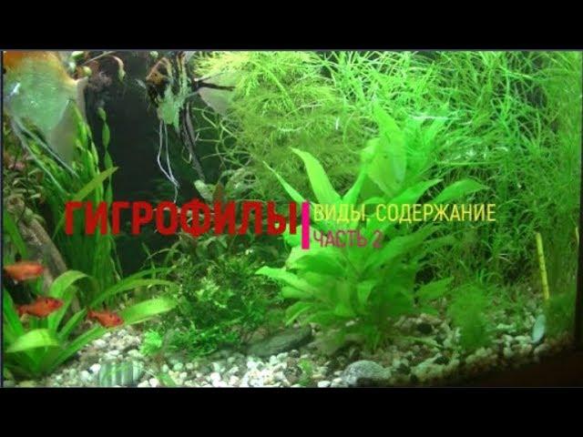 Гигрофила - растение для начинающих. Виды. Содержание. Часть 2. Hygrophila - a plant for beginners.