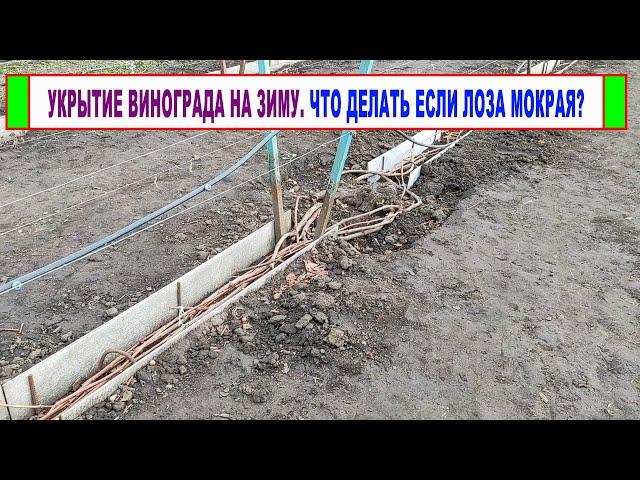  Укрытие винограда на зиму. Можно ли укрывать виноград в дождь? Что будет, если лоза мокрая?