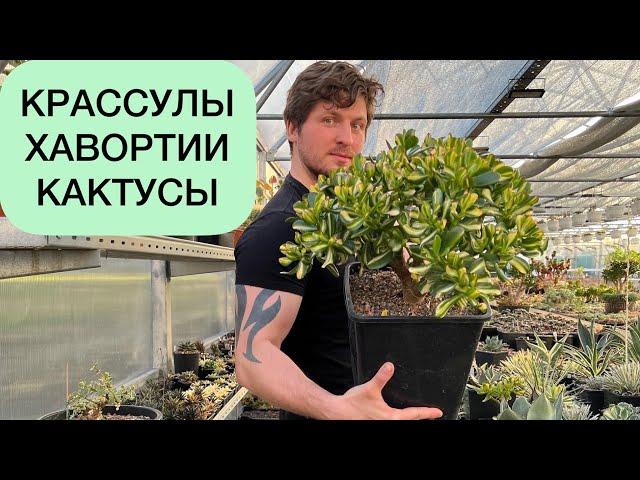 Крассулы, Хавортии, Кактусы - эпизоды из жизни коллекции