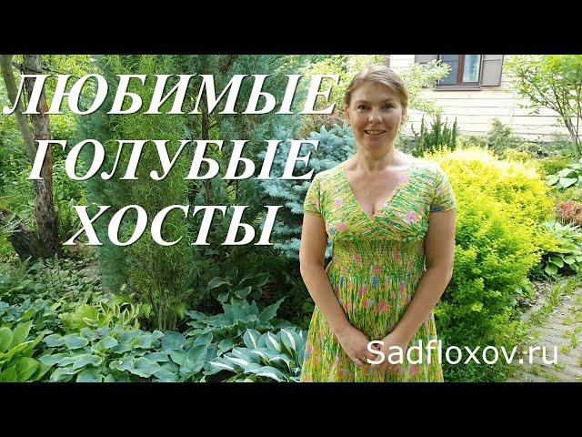 Мои самые любимые голубые и синие хосты