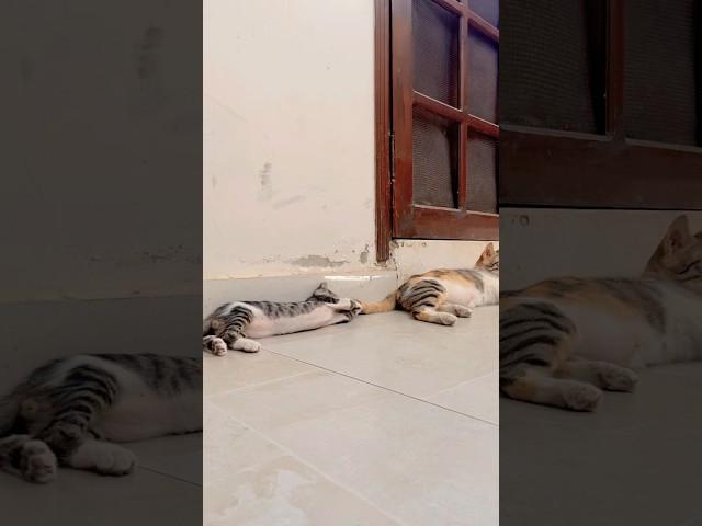 Cheeku’s play partner his Mom Flora  #cat #catshorts #cute #meow