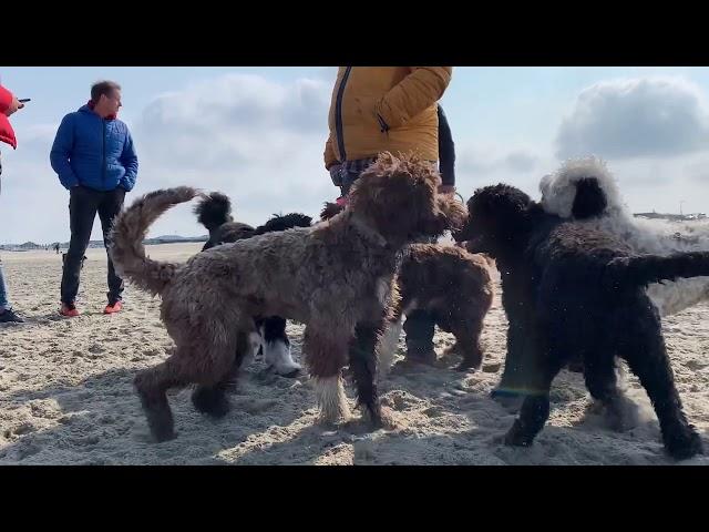 Portuguese Waterdog Beachwalk 2019