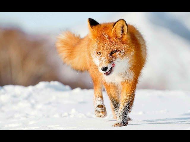 The common fox is a predatory animal. Description of the fox