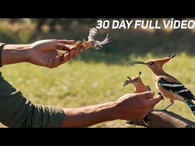 I tamed wild birds in 30 days - Now we live together