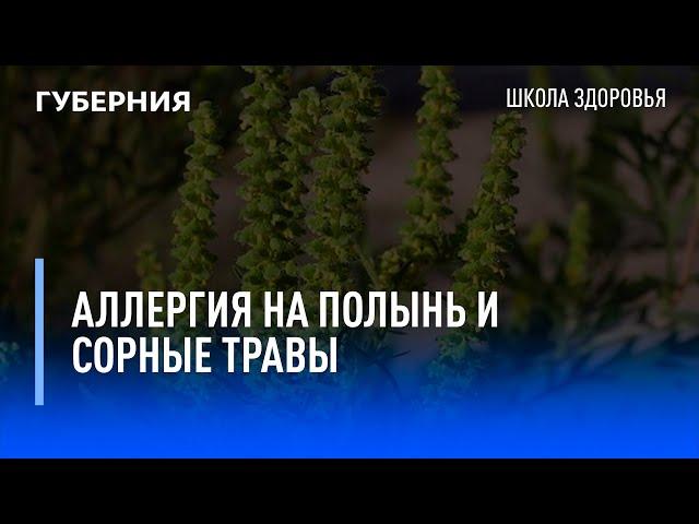 Аллергия на полынь и сорные травы. Школа здоровья. GuberniaTV