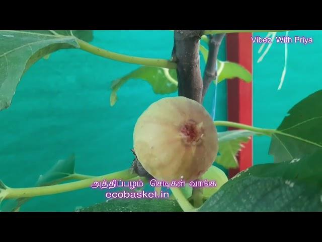 Fig Fruit Plant(29-8-2024)|Vibez With Priya