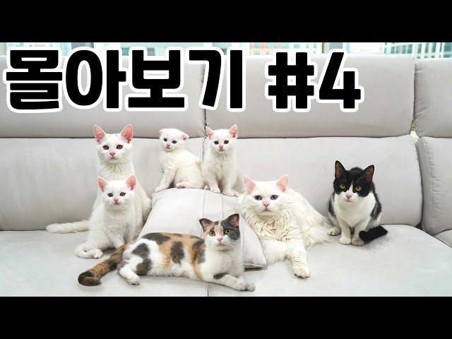 Catoutdoor Binge-Watching (ENG SUB)