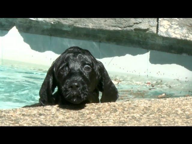 8 Week Old Portuguese Water Dog Puppy Swims for The First Time