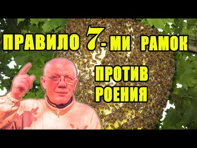 Борьба с роением пчел Правило 7 ми рамок