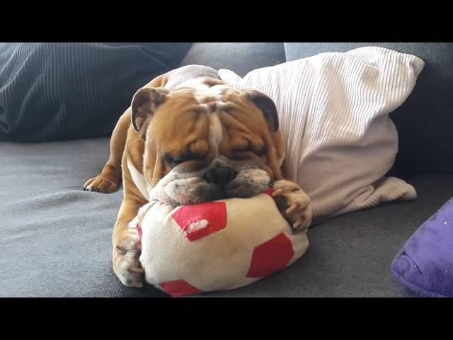 Enzo (English Bulldog) and the ball