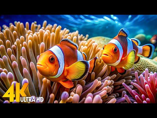 Aquarium 4K Video(Ultra HD)Beautiful Coral Reef Fish - Relaxing Meditation Music for Stress Relief