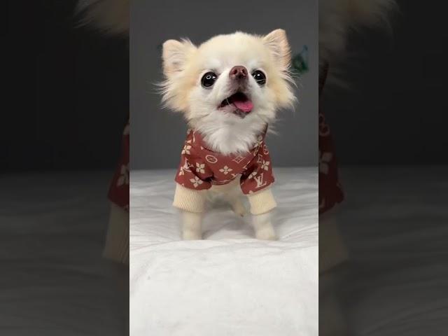 Tiny Chihuahua Cedric’s Big Supersonic Sneeze 