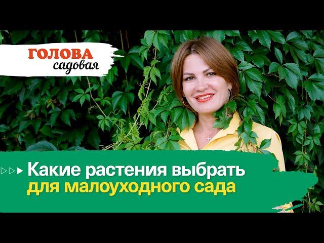 Голова садовая - Какие растения выбрать для малоуходного сада