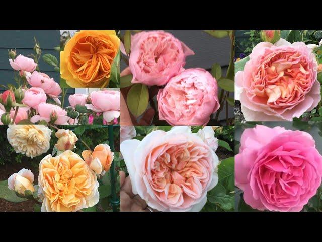 2023 TOP 8 BEST PERFORMING BEAUTIFUL ROSES IN MY GARDEN || PRIME PICK!