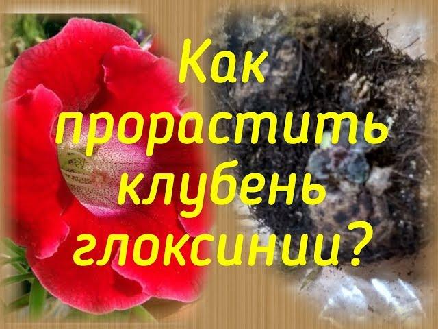 Как прорастить "тугой" клубень глоксинии?