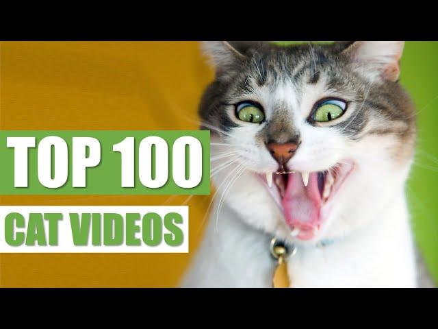 TOP 100 FUNNY CAT VIDEOS