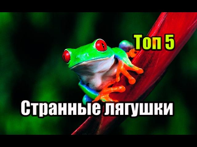 САМЫЕ НЕОБЫЧНЫЕ ЛЯГУШКИ. ТОП 5